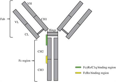 Advances in Therapeutic Fc Engineering – Modulation of IgG-Associated Effector Functions and Serum Half-life